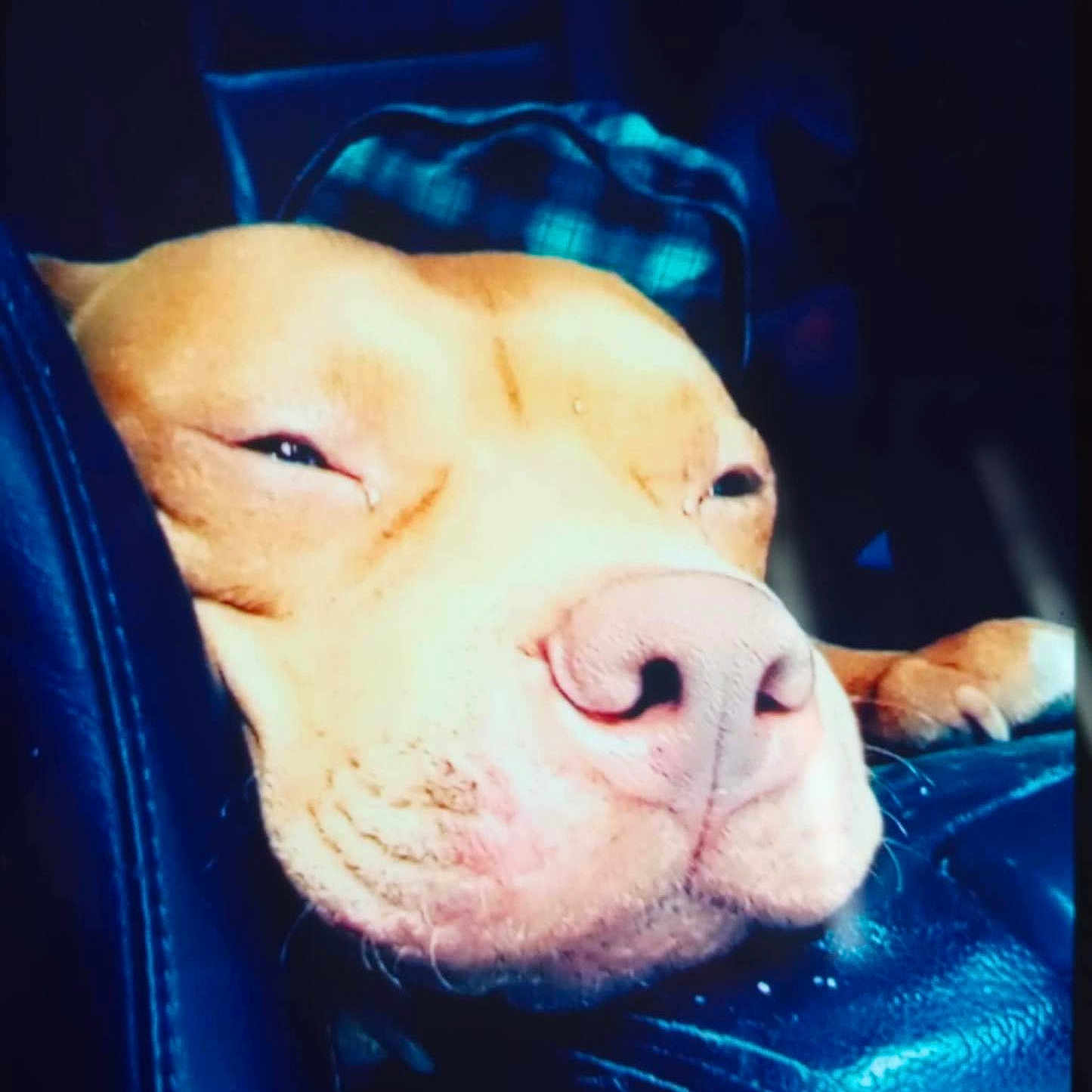 Ace joined the competition — help win amazing prizes! animal, brown_dog, calm, close_up, dog, expression, face, fur, head, indoor, leather, nose, paw, pet, portrait, relaxed, resting, seat, sleepy, snout