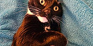 Molly joined the competition — help win amazing prizes! cat, tuxedo_cat, wide_eyes, black_and_white_fur, whiskers, paw, soft_texture, blue_blanket, indoor, pet, cute, fur, relaxed, lying_down, close_up, animal, mammal, domestic_cat, portrait, curious