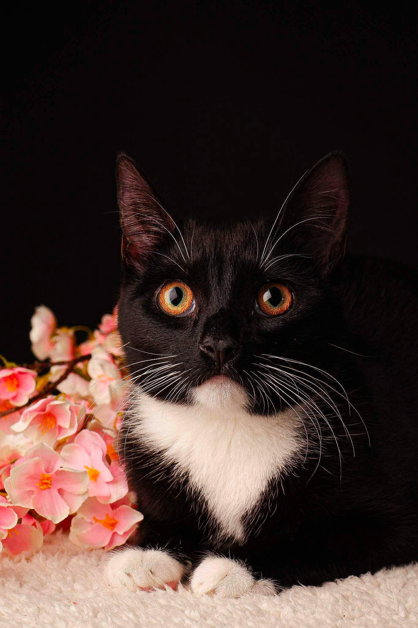 Molly joined the competition — help win amazing prizes! aquatic_plant, black_cat, blossom, carnivore, cat, claw, domestic_short_haired_cat, felidae, flower, flowering_plant, fur, paw, peach, petal, plant, small_to_medium_sized_cats, snout, tail, terrestrial_animal, whiskers