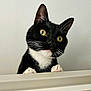 cat, tuxedo_cat, black_and_white, yellow_eyes, whiskers, curious, pet, animal, feline, paws, close_up, indoor, looking_up, cute, domestic_cat, face, ears, nose, portrait, background