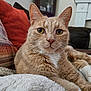 Lucifer is registered to the contest to win money with this photo: cat, ginger_cat, tabby, close_up, pet, animal, whiskers, couch, blanket, pillow, indoor, relaxed, fur, white_paws, home_interior, cozy, resting, feline, cute, comfort