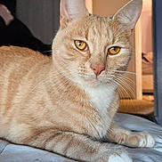 Lucifer is registered to the contest to win money with this photo: cat, ginger_cat, pet, indoor, bed, feline, whiskers, paws, closeup, animal, cute, relaxed, fur, striped, yellow_eyes, domestic_cat, portrait, resting, cozy, house