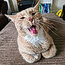 Lucifer is registered to the contest to win money with this photo: cat, beige_cat, whiskers, tongue, yawning_cat, indoor, feline, pet, cozy, fur, closeup, animal, cute, relaxed, home, living_room, texture, brown, white_chest, portrait