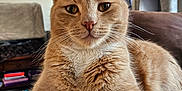 Lucifer is registered to the contest to win money with this photo: cat, orange_tabby, feline, indoor, couch, relaxed, pet, fur, whiskers, cat_tree, toy, living_room, window, close_up, portrait, animal, household, comfortable, domestic, resting