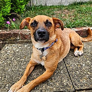 Penny is registered to the contest to win money with this photo: dog, brown_dog, pet, outdoor, patio, stone_paving, grass, garden, fence, collar, tag, relaxed, looking_at_camera, ears, tail, paw, animal, canine, nature, daytime