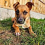 Penny joined the competition — help win amazing prizes! dog, grass, outdoor, pet, animal, brown, fence, nature, canine, fur, paw, closeup, snout, ears, collar, ground, sunlight, daytime, garden, cute