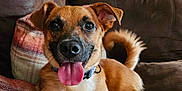 Penny is registered to the contest to win money with this photo: dog, brown_dog, tongue_out, couch, blanket, indoor, pet, happy, smiling, fur, animal, canine, collar, paw, relaxed, cute, domestic_animal, living_room, cozy, playful