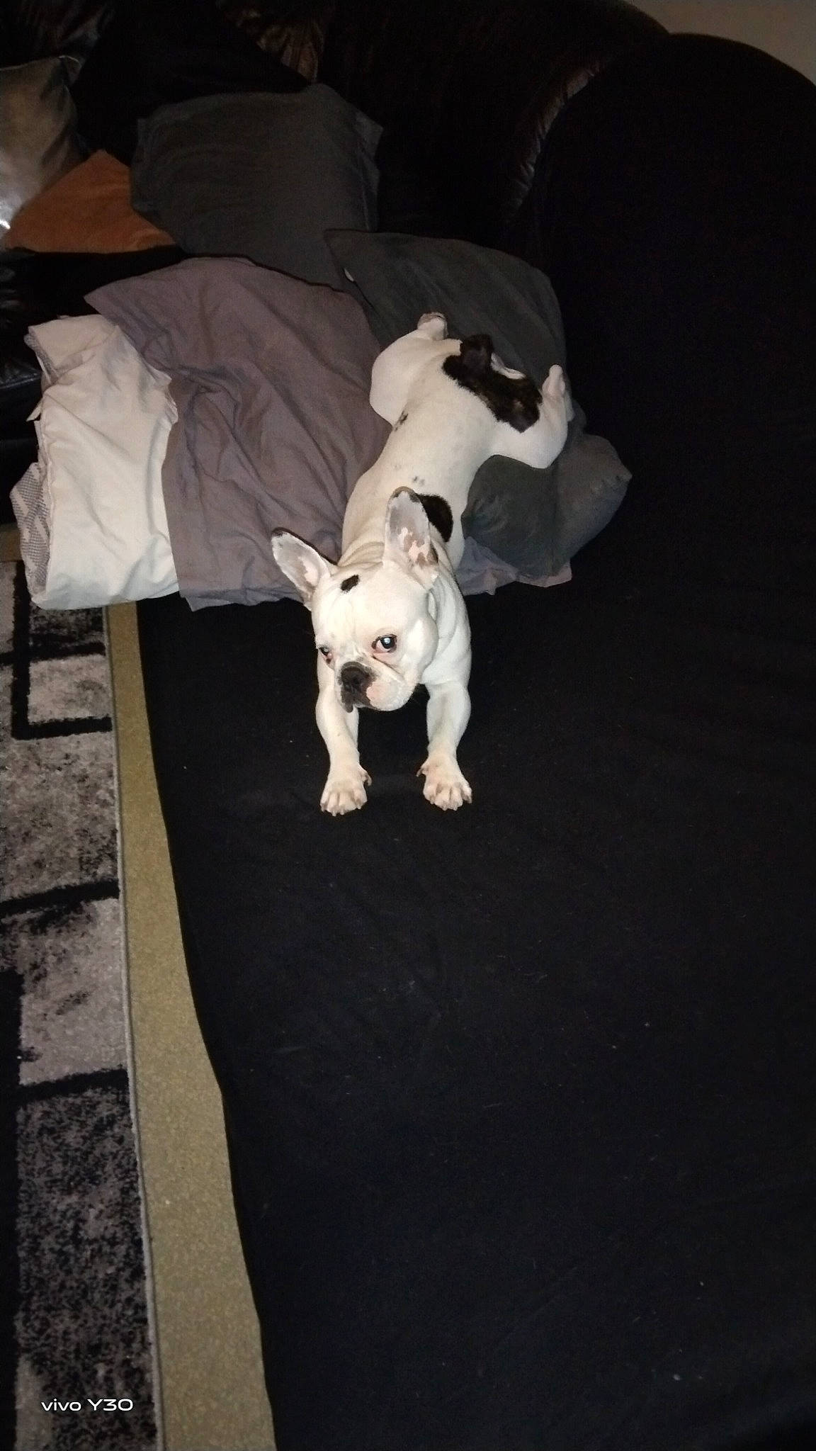 Snow a rejoint le concours — aidez-le/la à gagner de superbes lots ! canidae, carnivore, comfort, companion_dog, darkness, dog, dog_breed, dog_supply, fawn, felidae, flash_photography, flooring, grey, non_sporting_group, snout, sporting_group, tail, toy_dog, wood, working_animal