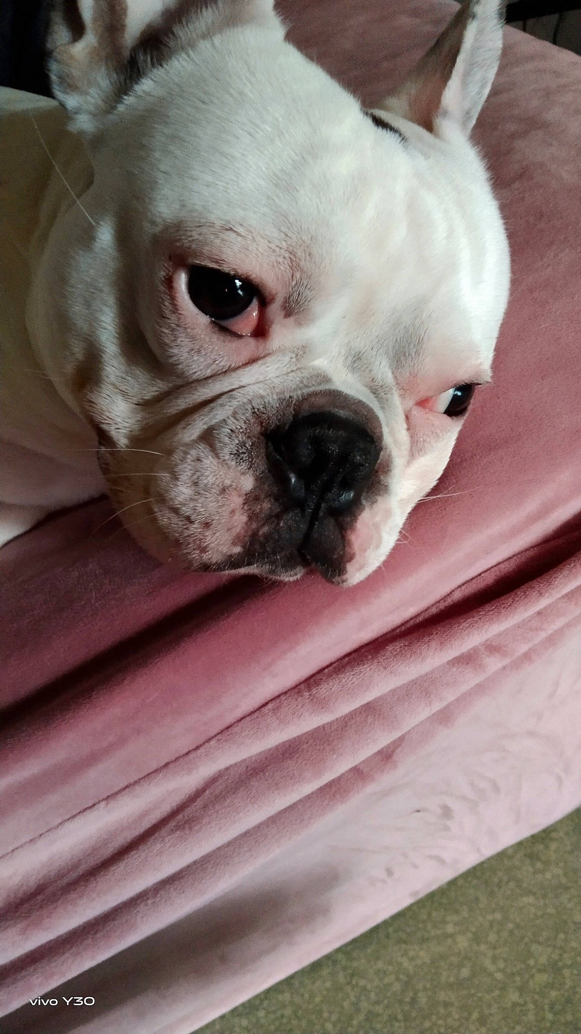 Snow a rejoint le concours — aidez-le/la à gagner de superbes lots ! bulldog, canidae, carnivore, comfort, companion_dog, dog, dog_breed, ear, fawn, grass, non_sporting_group, puppy, snout, sporting_group, terrestrial_animal, toy_dog, whiskers, white_english_bulldog, working_animal, wrinkle