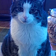 Milo joined the competition — help win amazing prizes! animal, blue_light, calm, cat, close_up, domestic_cat, eyes, feline, food_container, fur, indoor, jar, nose, pet, portrait, sitting, snacks, tabby_cat, whiskers, white_fur