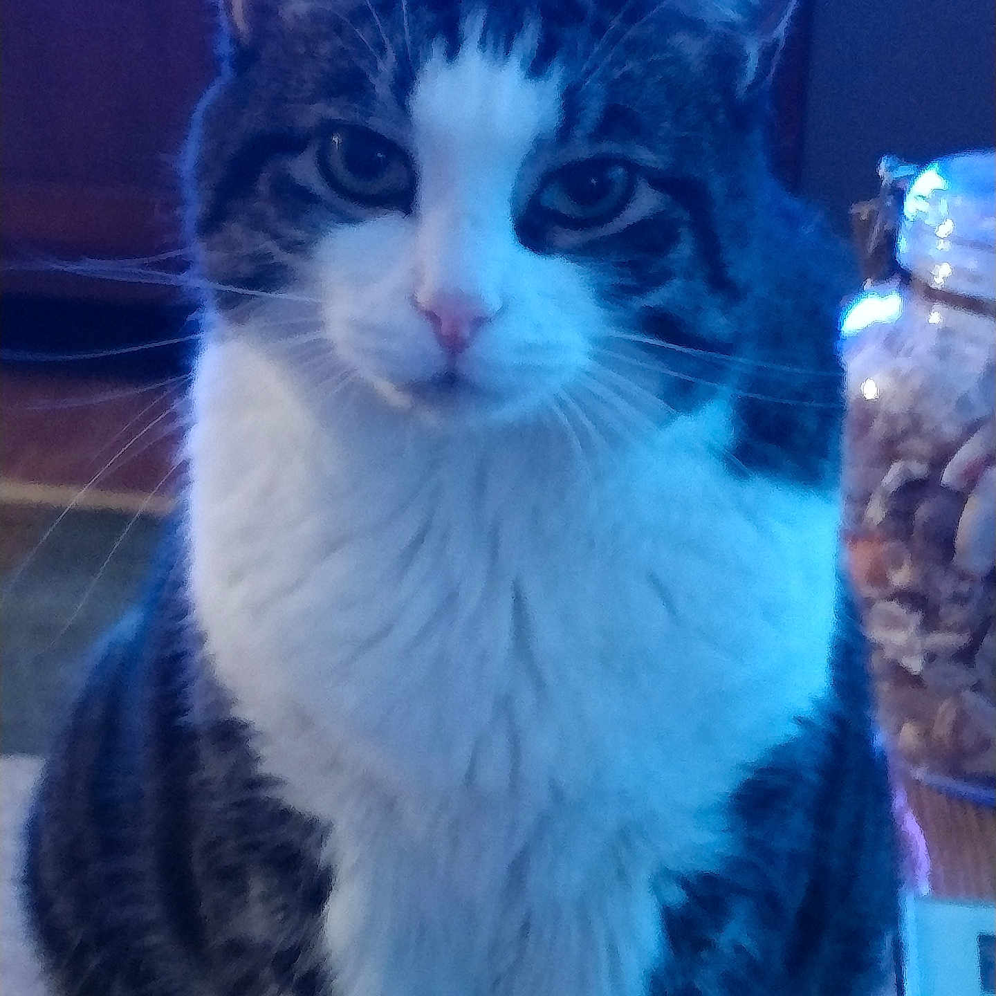 Milo