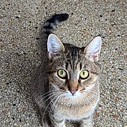 P'Tit Loup a rejoint le concours — aidez-le/la à gagner de superbes lots ! animal, cat, close_up, curious, cute, domestic_animal, ears, feline, floor, fur, green_eyes, indoor, looking_up, pet, sitting, tabby, tail, terrazzo, whiskers, young_cat