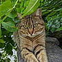 cat, tabby, animal, pet, outdoor, greenery, leaves, stone, ledge, relaxed, feline, whiskers, paws, nature, closeup, portrait, mammal, fur, eyes, resting