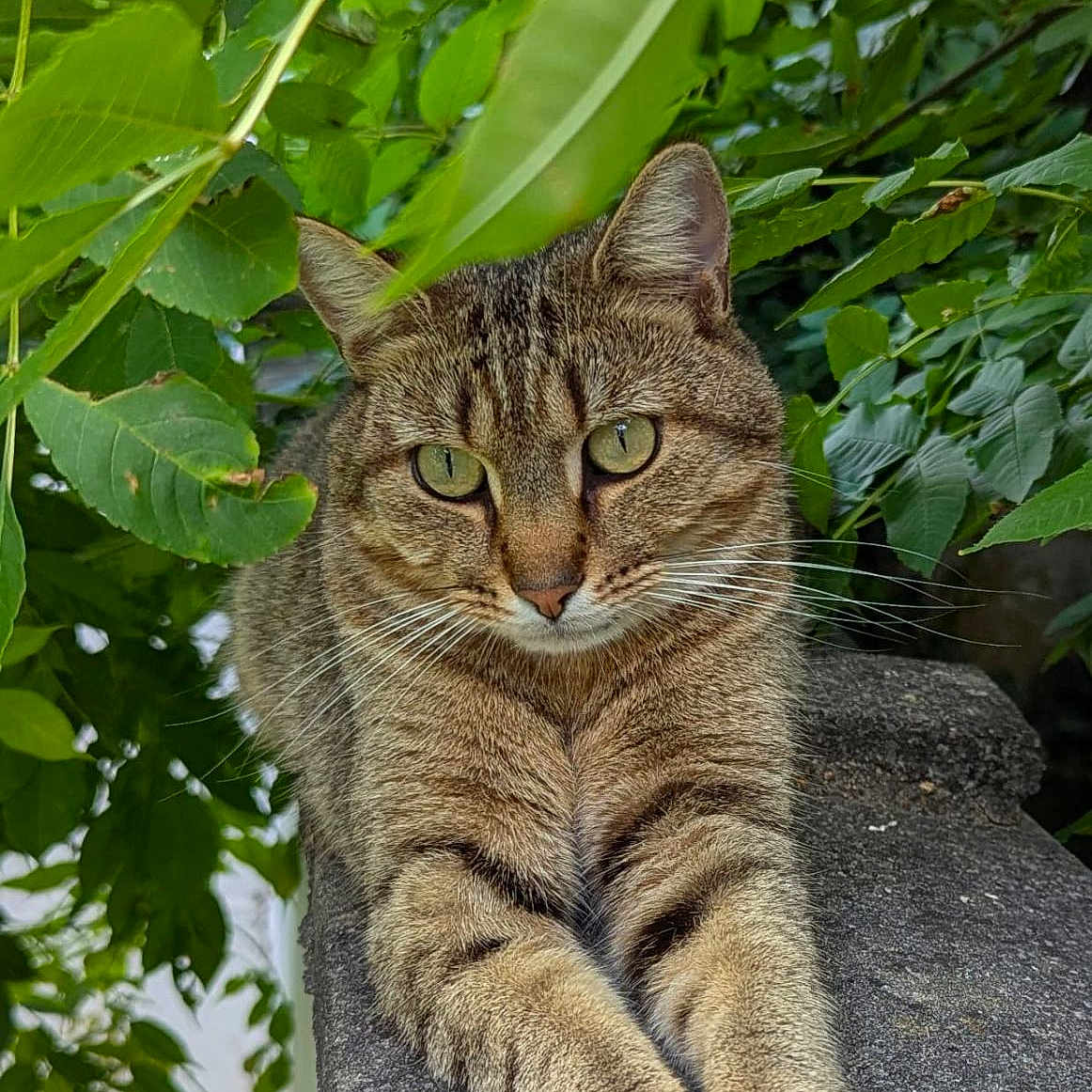P'Tit Loup participe au concours pour gagner de l'argent avec cette photo : animal, cat, closeup, eyes, feline, fur, greenery, leaves, ledge, mammal, nature, outdoor, paws, pet, portrait, relaxed, resting, stone, tabby, whiskers