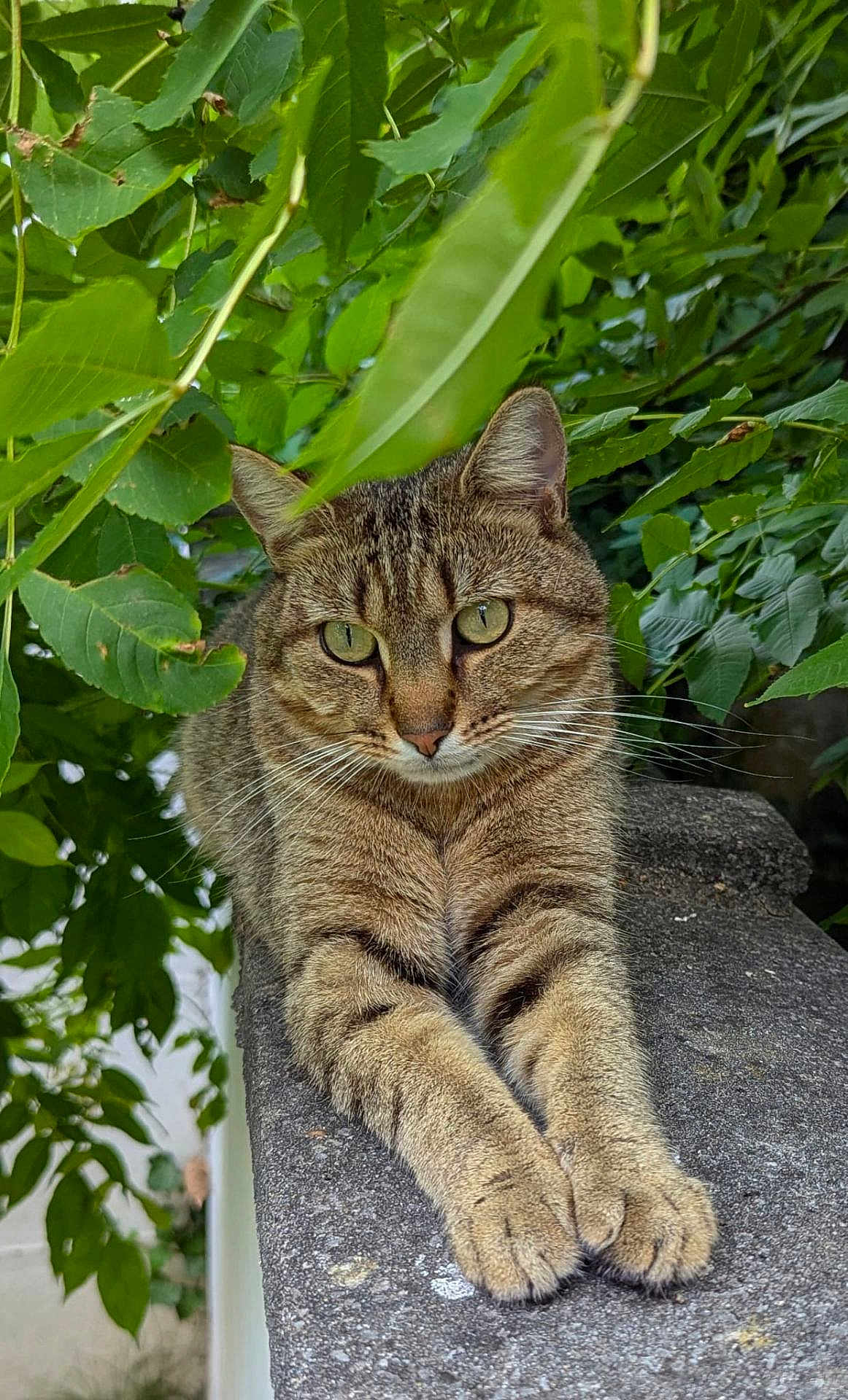 P'Tit Loup participe au concours pour gagner de l'argent avec cette photo : cat, tabby, animal, pet, outdoor, greenery, leaves, stone, ledge, relaxed, feline, whiskers, paws, nature, closeup, portrait, mammal, fur, eyes, resting
