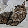 cat, tabby_cat, sleeping, resting, pet, feline, fur, whiskers, indoor, blanket, cozy, cute, animal, domestic_cat, relaxing, soft, nap, peaceful, comfort, closeup