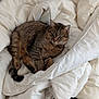 P'Tit Loup a rejoint le concours — aidez-le/la à gagner de superbes lots ! cat, tabby_cat, bed, comforter, blanket, indoor, feline, pet, resting, fur, whiskers, sleepy, cozy, domestic_animal, animal, cute, relaxing, paw, tail, soft