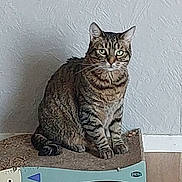 Minettes participe au concours pour gagner de l'argent avec cette photo : cat, tabby_cat, pet, indoor, floor, scratcher, fish_shaped, furniture, wooden_floor, wall, texture, animal, sitting, looking, fur, whiskers, ears, eyes, domestic_cat, quiet