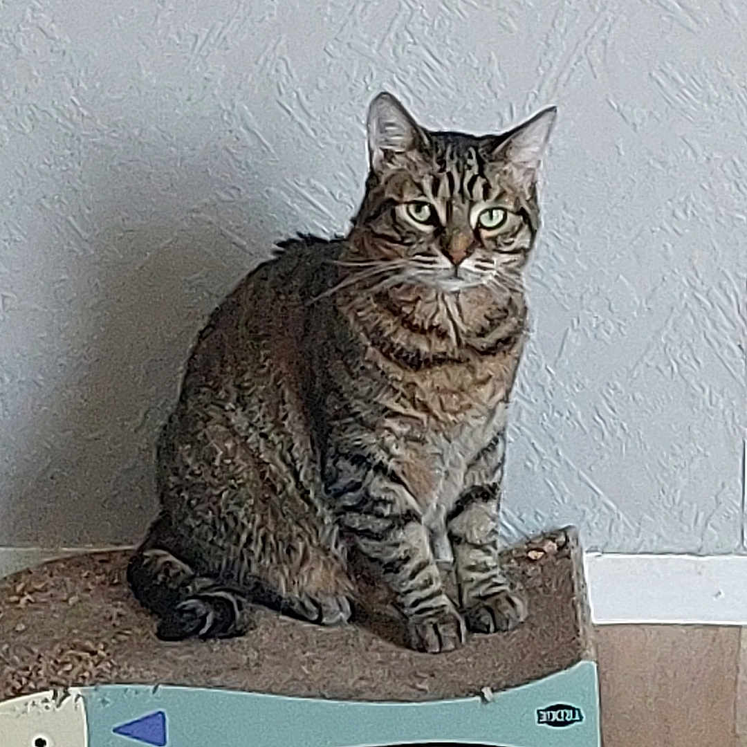 Minettes participe au concours pour gagner de l'argent avec cette photo : animal, cat, domestic_cat, ears, eyes, fish_shaped, floor, fur, furniture, indoor, looking, pet, quiet, scratcher, sitting, tabby_cat, texture, wall, whiskers, wooden_floor