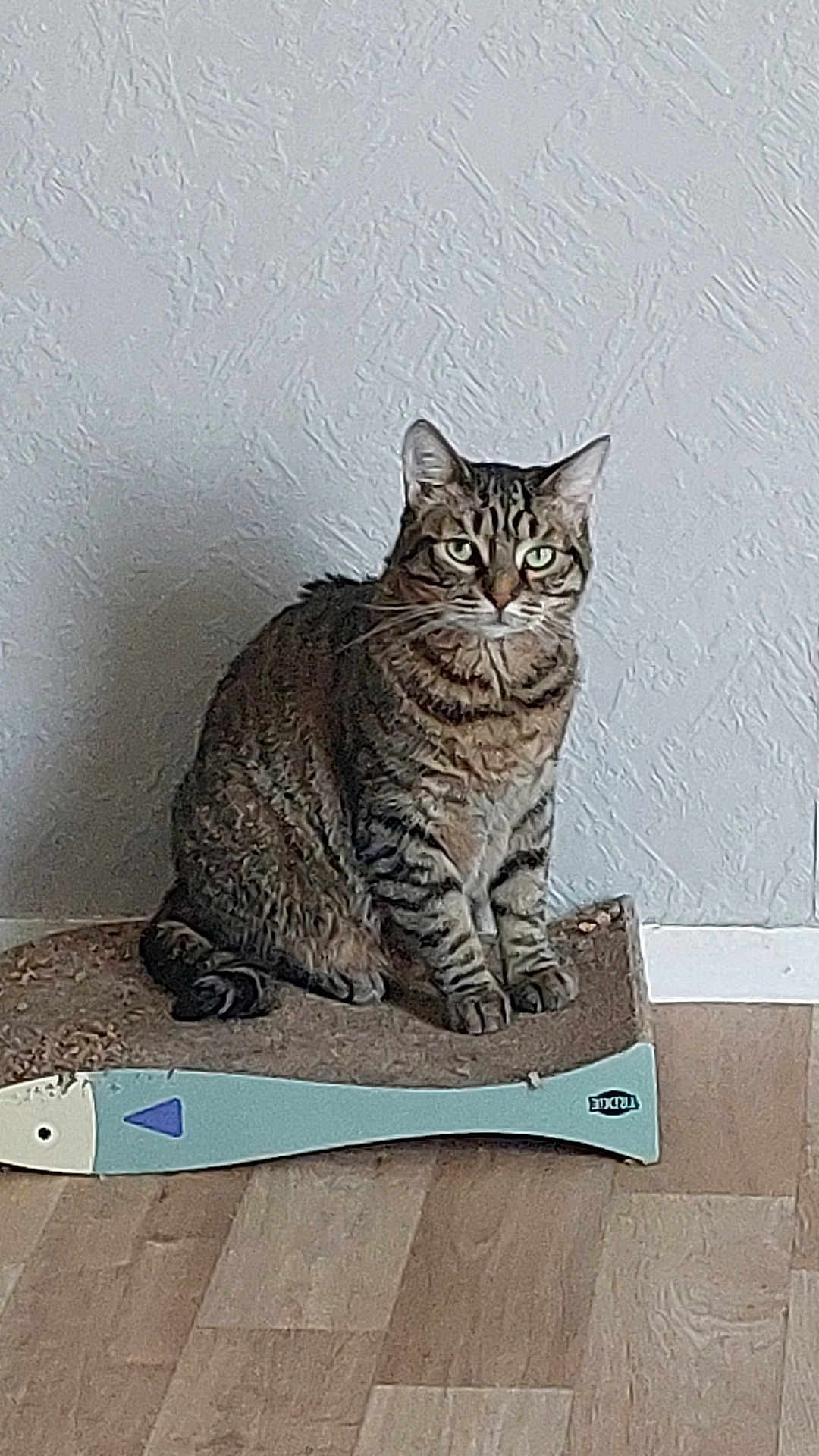 Minettes participe au concours pour gagner de l'argent avec cette photo : cat, tabby_cat, pet, indoor, floor, scratcher, fish_shaped, furniture, wooden_floor, wall, texture, animal, sitting, looking, fur, whiskers, ears, eyes, domestic_cat, quiet