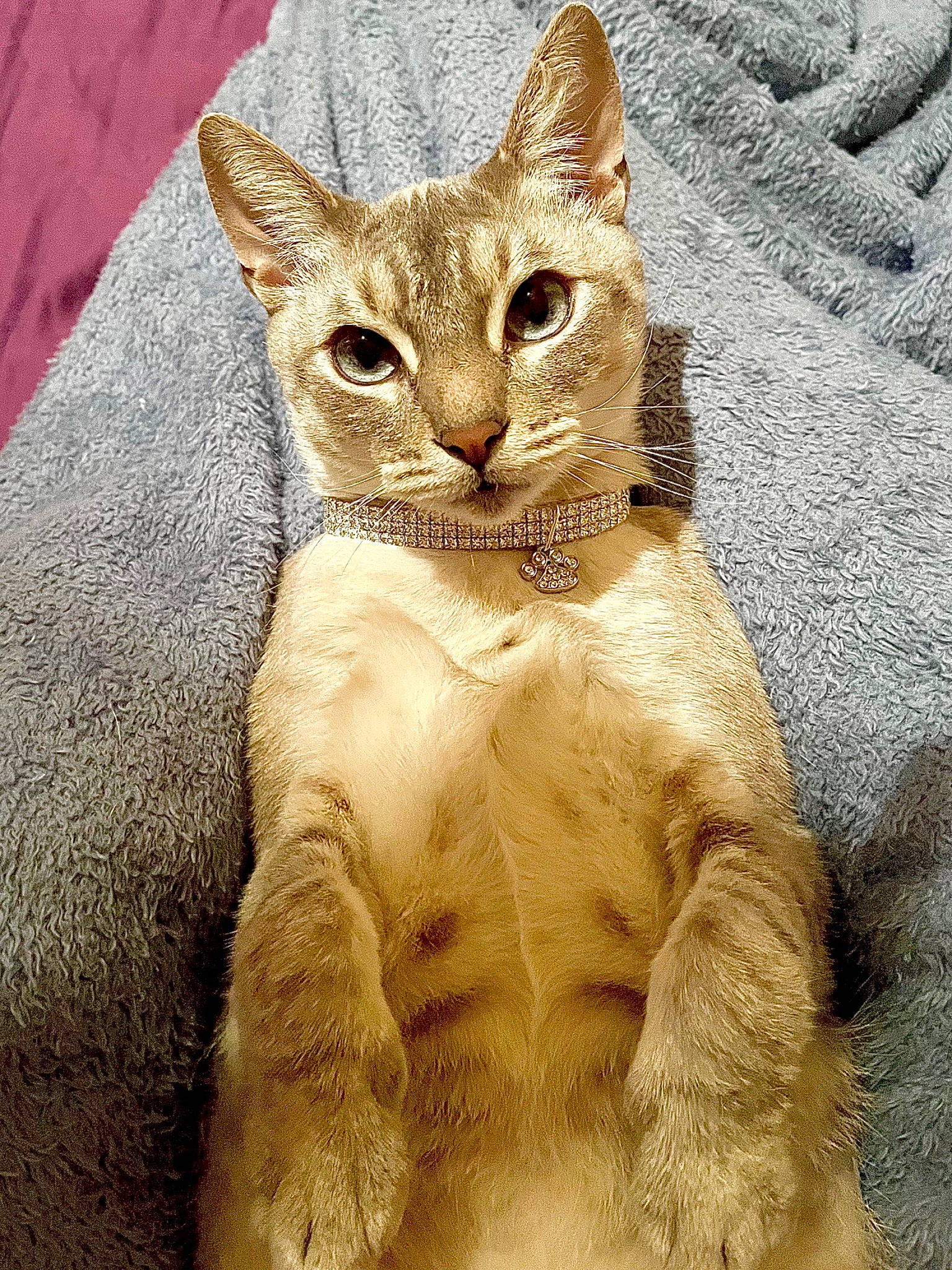 Echo joined the competition — help win amazing prizes! carnivore, cat, claw, domestic_short_haired_cat, eye, fawn, felidae, fur, paw, small_to_medium_sized_cats, snout, tail, terrestrial_animal, whiskers, wildlife