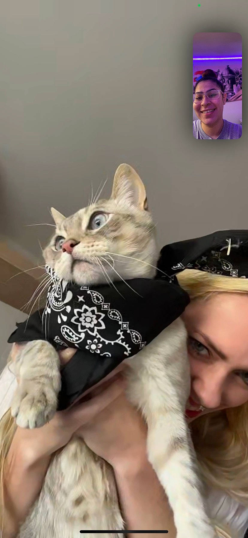 Echo joined the competition — help win amazing prizes! basket, bow_tie, carnivore, cat, comfort, domestic_short_haired_cat, event, eyewear, fashion_accessory, felidae, formal_wear, fur, gesture, happy, lap, paw, sitting, small_to_medium_sized_cats, sunglasses, whiskers