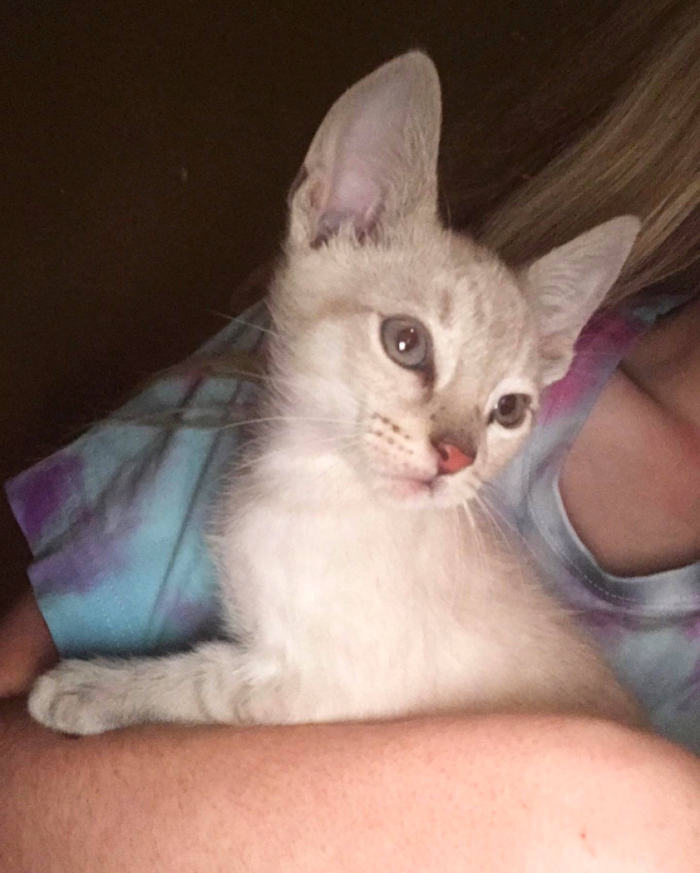 Echo joined the competition — help win amazing prizes! carnivore, cat, claw, comfort, couch, domestic_short_haired_cat, ear, fawn, felidae, foot, fur, nail, nap, paw, sitting, small_to_medium_sized_cats, tail, whiskers