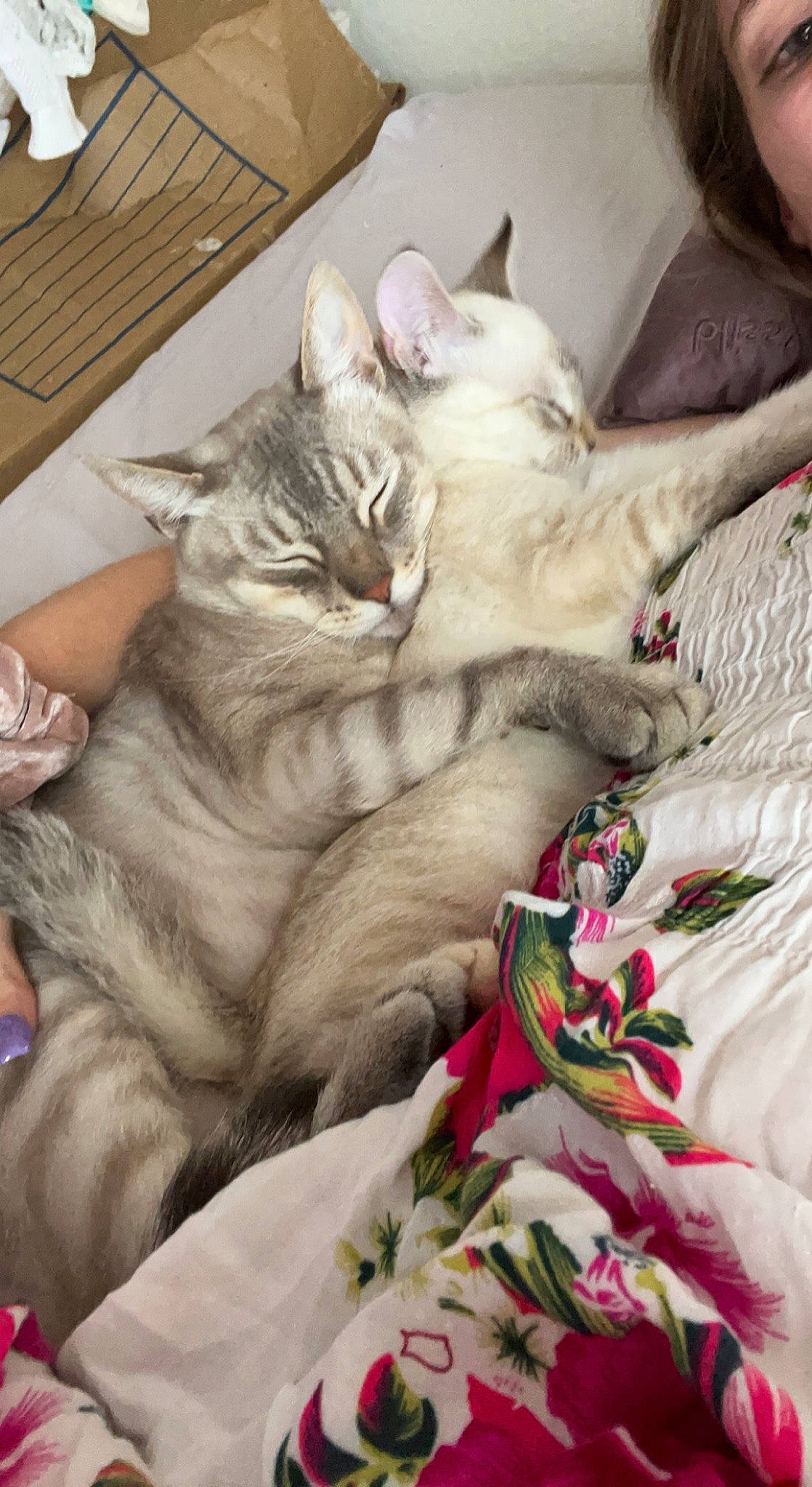 Echo is registered to the contest to win money with this photo: carnivore, cat, claw, comfort, domestic_short_haired_cat, fawn, felidae, fur, grey, linens, nap, paw, sleep, small_to_medium_sized_cats, tail, whiskers