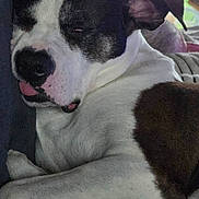 Neïko participe au concours pour gagner de l'argent avec cette photo : dog, black_and_white_dog, sleepy, lying_down, couch, indoor, window, sunlight, pet, animal, tongue_out, relaxed, portrait, close_up, white_fur, black_fur, brown_patch, home, furniture, second_pet
