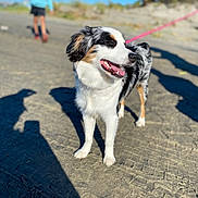 Ari joined the competition — help win amazing prizes! animal, blue_hoodie, blurred_background, canine, child, daytime, dog, fluffy, happy, leash, nature, outdoor, pet, playful, sand, shadow, sunny, tongue_out, tricolor, walking