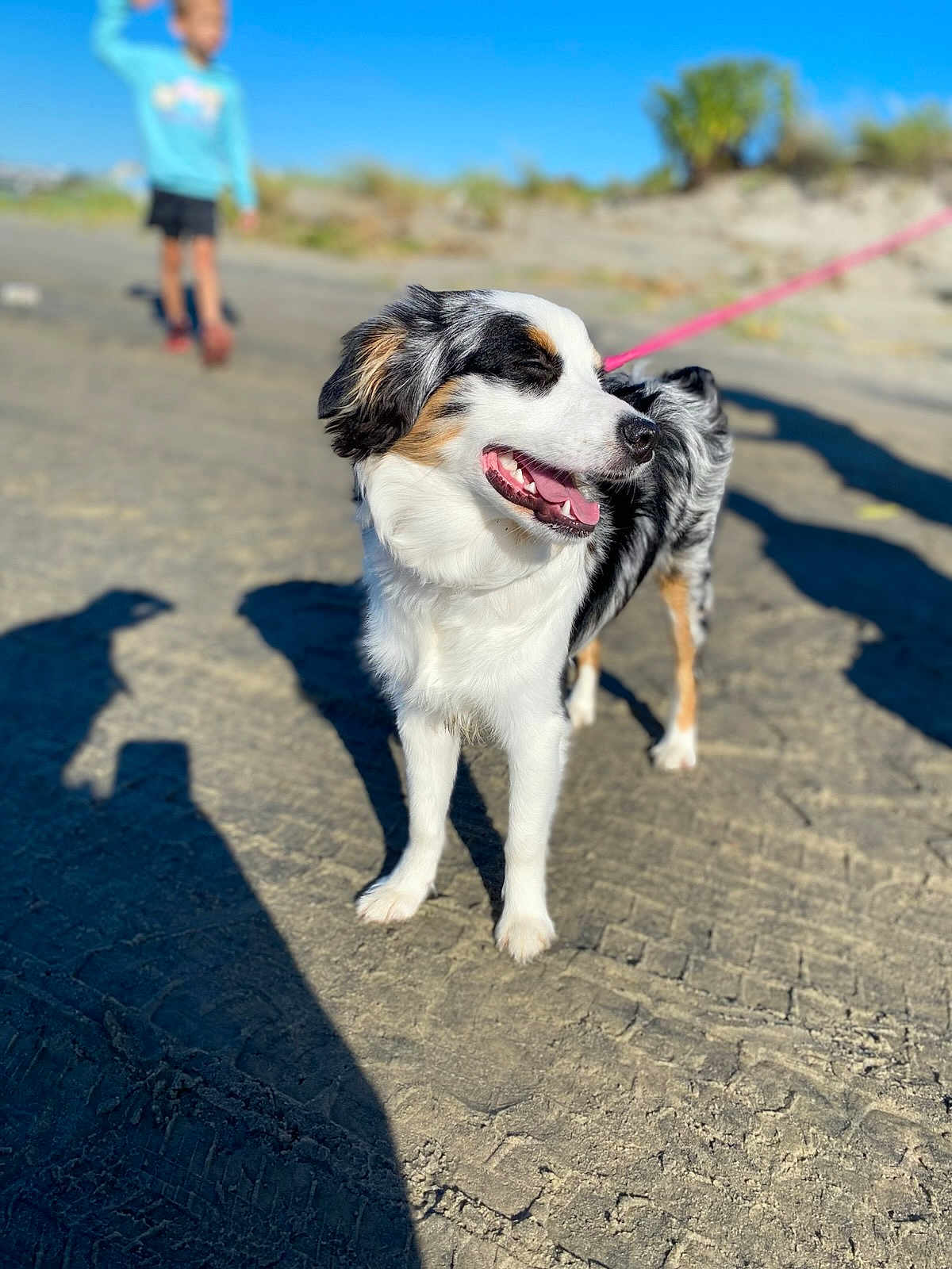 Ari joined the competition — help win amazing prizes! animal, blue_hoodie, blurred_background, canine, child, daytime, dog, fluffy, happy, leash, nature, outdoor, pet, playful, sand, shadow, sunny, tongue_out, tricolor, walking