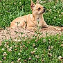 alert, animal, calm, close_up, clover, daylight, dirt, dog, ears_up, field, flowers, grass, greenery, lying_down, mammal, nature, outdoor, pet, small_dog, tan_dog