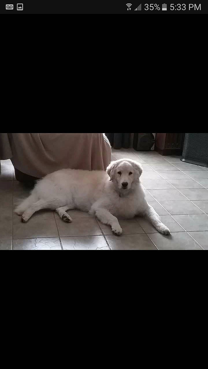 Risus Pila joined the competition — help win amazing prizes! akbash_dog, canidae, carnivore, companion_dog, dog, dog_breed, kintamani, korean_jindo_dog, labrador_husky, labrador_retriever, mammal, non_sporting_group, nose, pungsan_dog, puppy, retriever, sporting_group, tail, vertebrate, white