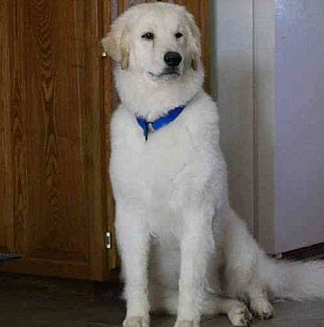 Risus Pila joined the competition — help win amazing prizes! akbash_dog, ancient_dog_breeds, canidae, carnivore, companion_dog, dog, dog_breed, golden_retriever, great_pyrenees, kuvasz, livestock_guardian_dog, mammal, maremma_sheepdog, mucuchies, polish_tatra_sheepdog, puppy, rare_breed_dog, slovak_cuvac, sporting_group, vertebrate