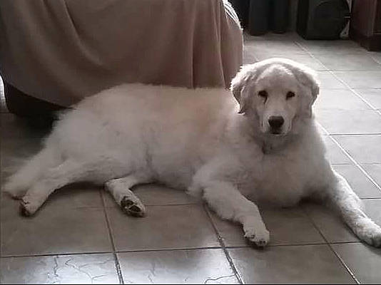 Risus Pila joined the competition — help win amazing prizes! akbash_dog, berger_blanc_suisse, canidae, carnivore, companion_dog, dog, dog_breed, great_pyrenees, kuvasz, livestock_guardian_dog, mammal, maremma_sheepdog, polish_tatra_sheepdog, pungsan_dog, rare_breed_dog, retriever, slovak_cuvac, sporting_group, vertebrate, white_shepherd