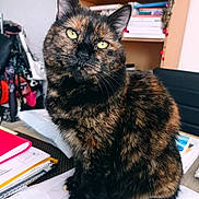 Vodka participe au concours pour gagner de l'argent avec cette photo : cat, tortoiseshell_cat, pet, indoor, feline, desk, papers, notebook, bookshelf, books, office, curious, sitting, fur, whiskers, green_eyes, close_up, domestic_animal, table, chair