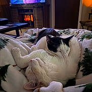 Winston Ray joined the competition — help win amazing prizes! cat, cats, feline, pet, sleeping, cuddling, blanket, cozy, indoor, living_room, television, fireplace, soft, whiskers, nap, black_and_white, white_cat, close_up, blanket_pattern, relaxing