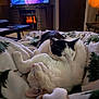 cat, cats, feline, pet, sleeping, cuddling, blanket, cozy, indoor, living_room, television, fireplace, soft, whiskers, nap, black_and_white, white_cat, close_up, blanket_pattern, relaxing