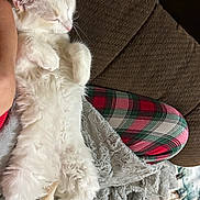 Winston is registered to the contest to win money with this photo: belly_up, blanket, cat, close_up, couch, cozy, fluffy, furniture, home_interior, human_hand, kitten, nap, paw, pet, plaid_pajamas, relaxed, sleeping, textile, whiskers, white_fur