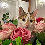 cat, flower, rose, pink, greenery, indoor, pet, animal, curious, closeup, plant, leaf, cute, feline, whiskers, domestic, soft_light, decor, background, cozy