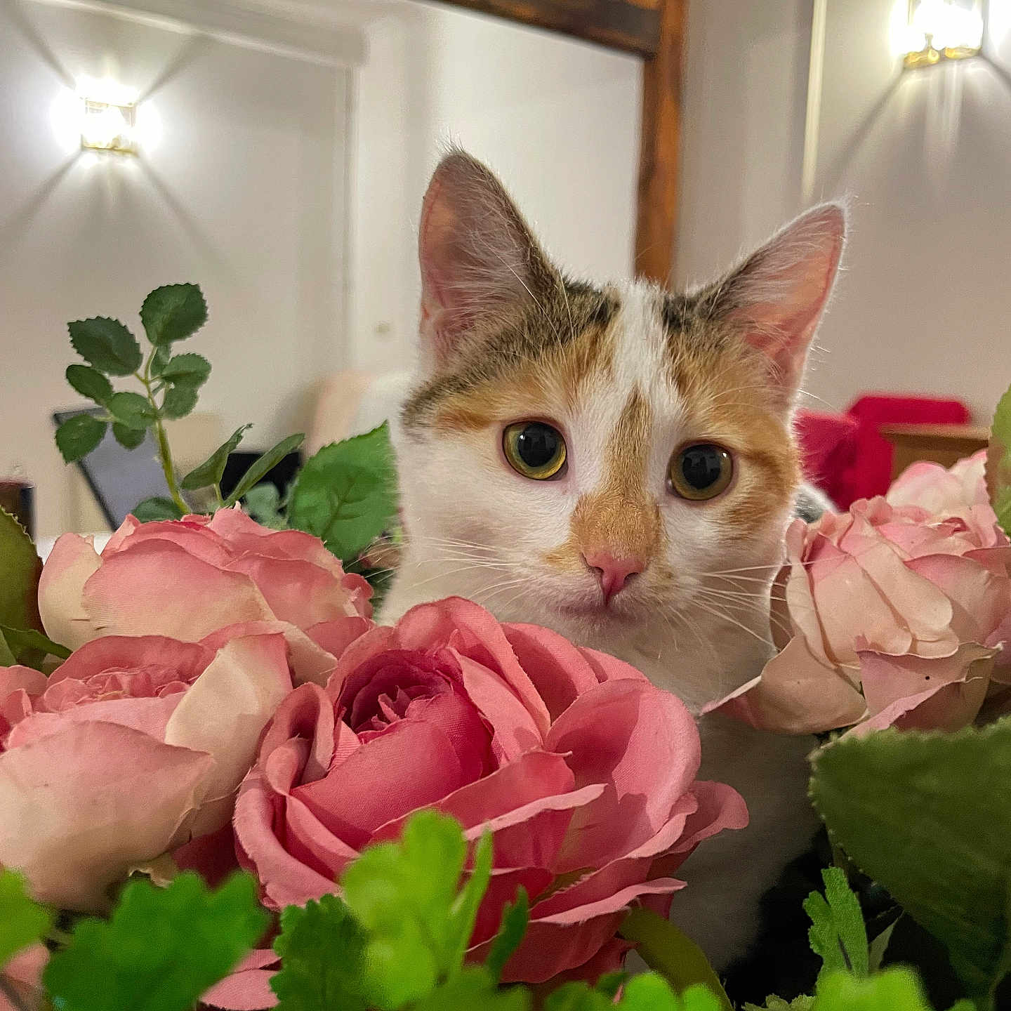Lila participe au concours pour gagner de l'argent avec cette photo : animal, background, cat, closeup, cozy, curious, cute, decor, domestic, feline, flower, greenery, indoor, leaf, pet, pink, plant, rose, soft_light, whiskers