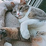 Tara participe au concours pour gagner de l'argent avec cette photo : cat, pet, feline, animal, sleeping, relaxed, cozy, fluffy, bed, window, paw, fur, indoor, resting, cute, whiskers, soft, closeup, portrait, domestic