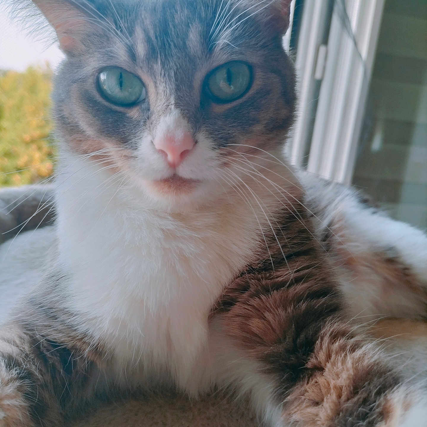 Tara