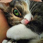 Tara participe au concours pour gagner de l'argent avec cette photo : animal, cat, close_up, cozy, cute, feline, fur, green_eyes, indoor, nose, paw, pet, pink_nose, relaxed, resting, sleepy, soft, tabby, whiskers, white_paw