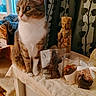 Tara a rejoint le concours — aidez-le/la à gagner de superbes lots ! animal, brown, carved_statue, cat, cloth, cream, curiosity, curtains, decor, feline, glass_container, indoor, packaged_chocolates, pattern, pet, still_life, tabby, table, white_paws, window