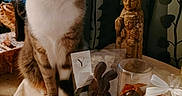 Tara a rejoint le concours — aidez-le/la à gagner de superbes lots ! brown_fur, bunny, cat, chocolate, cloth, container, curtains, decor, feline, indoor, patterned, pet, sitting, statue, still_life, tabby_cat, table, white_paws, window, wrapped_gift