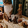 brown_fur, bunny, cat, chocolate, cloth, container, curtains, decor, feline, indoor, patterned, pet, sitting, statue, still_life, tabby_cat, table, white_paws, window, wrapped_gift
