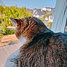 animal, blanket, cat, cozy, daytime, domestic, feline, fur, houses, looking_out, nature, outdoor_view, pet, resting, screen, suburban, sunny, tabby, trees, window