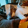animal, basket, blanket, cat, chocolate, cozy, curious, decor, feline, fur, home, indoor, paw, pet, plastic_bag, relaxed, resting, soft, tabby, window