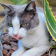 Nougat participe au concours pour gagner de l'argent avec cette photo : animal, cat, close_up, curious, cute, fur, gray_and_white, green_eyes, leaf, mammal, nature, outdoor, pet, plant, portrait, resting, soft_focus, tongue_out, whiskers, wood_chips